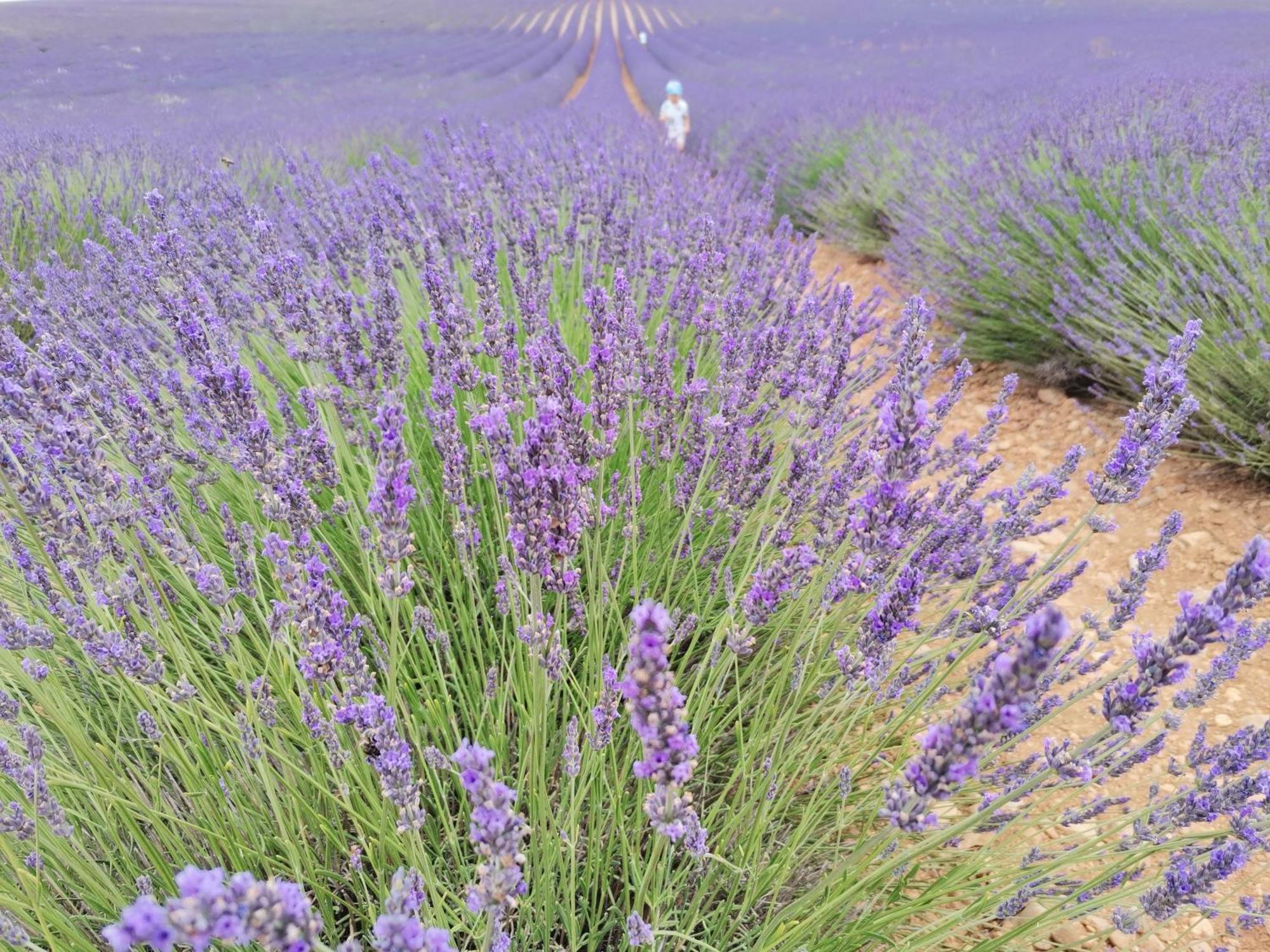 Gite En Provence Lavande Modene Exterior photo
